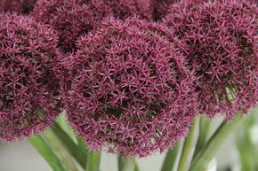 Allium 'Ostara'