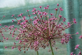 Allium 'Toabago'