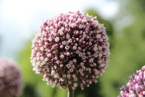 Allium 'Summer Drummer'