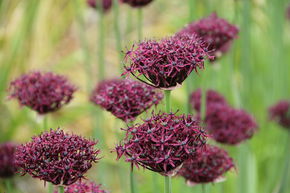 Allium atropurpureum