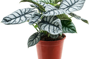 Alocasia 'Silver Dragon'