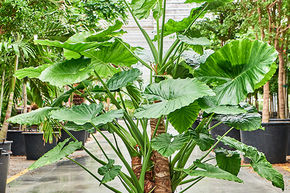 Alocasia macrorrhiza (150-170)