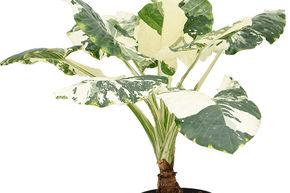 Alocasia macrorrhizos variegata