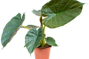 Alocasia wentii