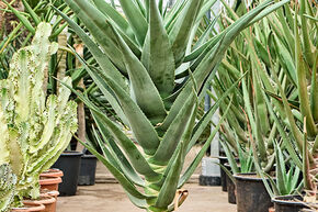 Aloe 'Hercules' (140-160)