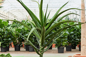 Aloe bainesii (barberae)