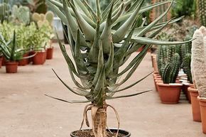 Aloe dichotoma (100-120)