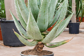 Aloe marlothii