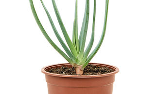 Aloe plicatilis