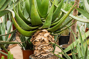 Aloe tomentosa (100-120)