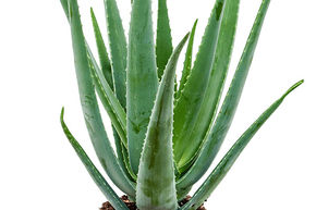 Aloe vera barbadensis