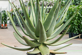 Aloe wickensii hybrid