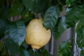 verschiedene Größen Citrus limon Echter Zitronenbaum Zitrone 