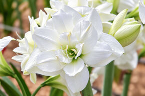 Amaryllis 'Akiko�'