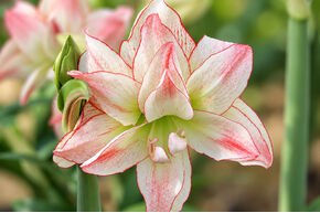 Amaryllis 'Aphrodite'