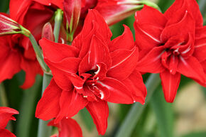 Amaryllis 'Double Delicious�'