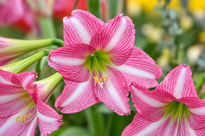 Amaryllis 'Estella'