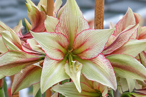 Amaryllis 'Green Magic�'