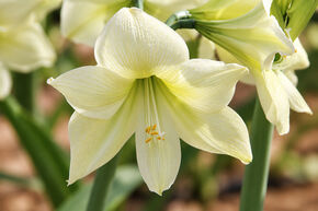 Amaryllis 'Lemon Star�'
