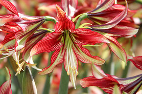 Amaryllis 'Mystica�'