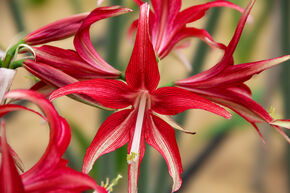 Amaryllis 'Quito�'