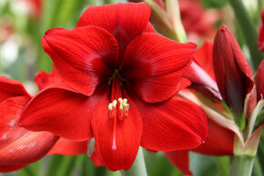 Amaryllis 'Red Lion'