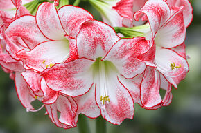 Amaryllis 'Spotlight'�