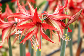 Amaryllis 'Sumatra�'