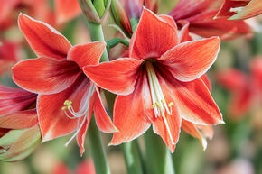 Amaryllis 'Tierra'