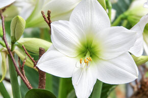 Amaryllis 'White Queen'