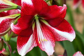 Amaryllis 'American Dream�'