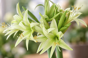 Amaryllis 'Evergreen�'