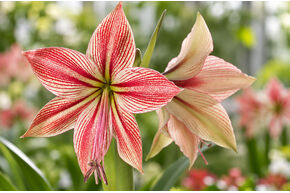 Amaryllis 'Exotic Star�'