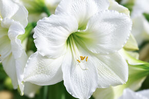 Amaryllis 'Moscow'�