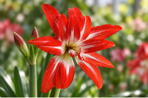 Amaryllis 'Splash'�