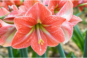 Amaryllis 'Terra Cotta Star'�