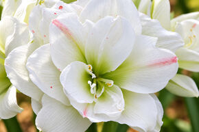 Amaryllis 'White Amadeus'�