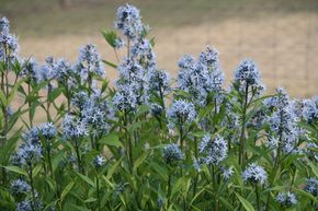 Amsonia orientalis 'Blue Ice'