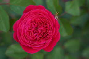 Rose Sense of Love 'Andr Rieu'