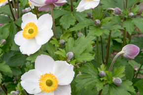 Anemone x cultorum 'Elfin Swan' (S)