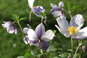 Anemone 'Wild Swan'  -S-