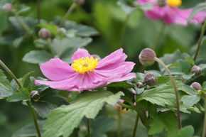 Anemone tomentosa 'Serenade'