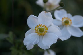 Anemone x japonica 'Andrea Atkinson'