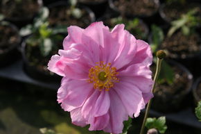 Anemone x japonica 'Knigin Charlotte'