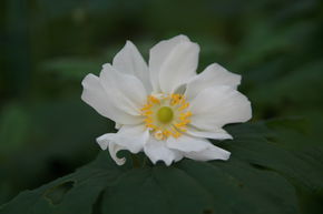 Anemone x japonica 'Wirbelwind'