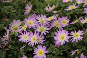 Strahlenanemone 'Charmer'