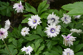 Busch-Windrschen 'Blue Eyes'