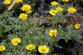 Anthemis marschalliana