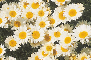 Anthemis tinctoria 'Sauce Hollandaise