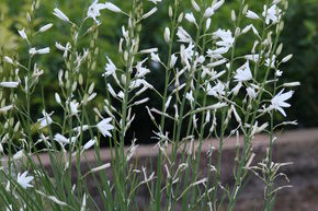 Anthericum ramosum